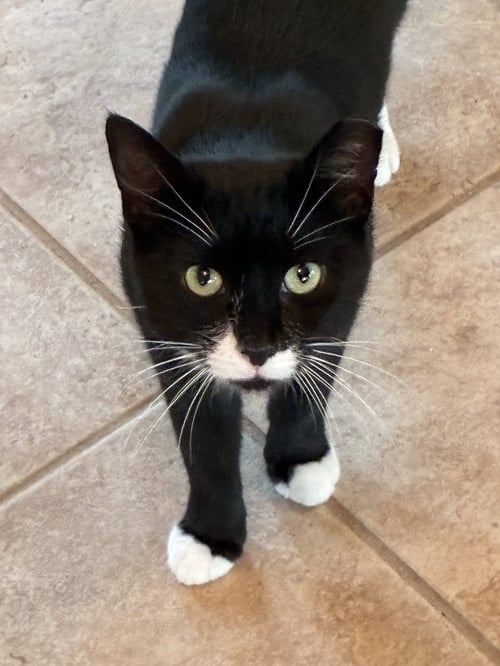 ANDY - Domestic Short Hair available for adoption