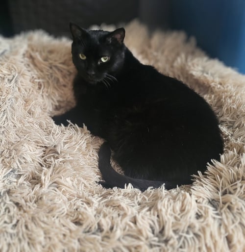 OPHELIA - Domestic Short Hair available for adoption