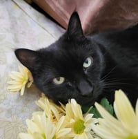 Ophelia - Photo 3