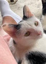 PRIMROSE (BONDED WITH KATNISS) - Domestic Short Hair available for adoption