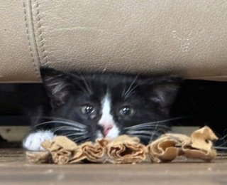 WATCHAMACALIT - Domestic Short Hair available for adoption