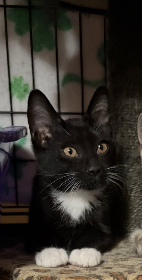 OZ - Domestic Short Hair available for adoption