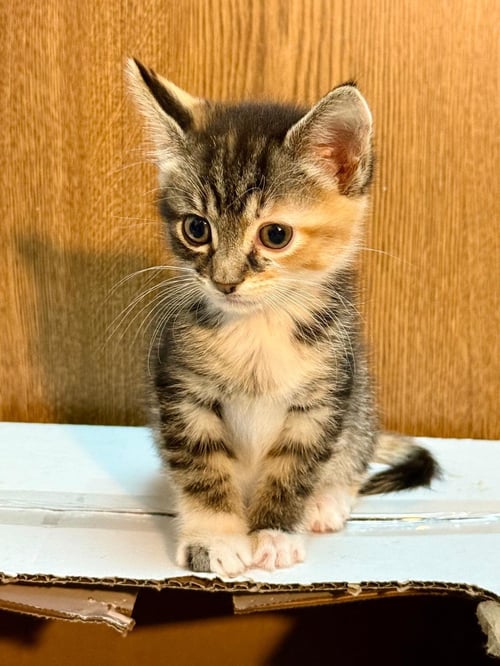 KAYA (BONDED WITH MAYA) - Domestic Short Hair available for adoption