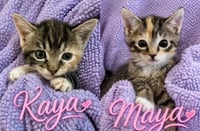 Kaya (bonded with Maya) - Photo 3