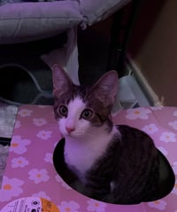 Finn - Photo 7