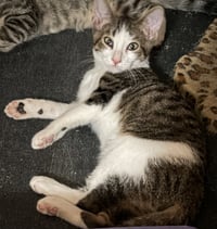 Finn - Photo 3