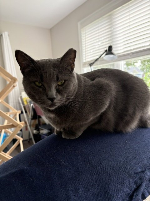 GYPSY (SWEET AND SOPHISTICATED) - Domestic Short Hair available for adoption