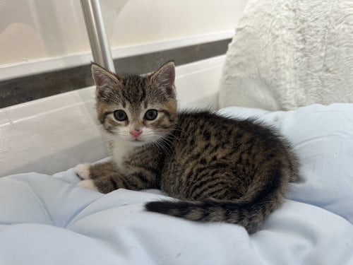 ROCCO - Domestic Short Hair available for adoption