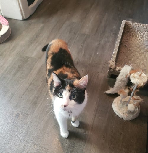 SAVANNAH - Domestic Short Hair available for adoption