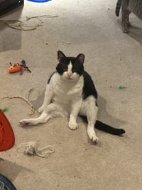Sylvester - Photo 2