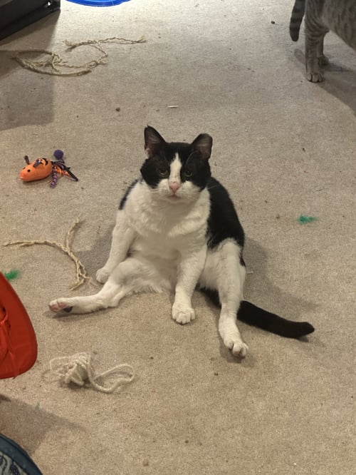 SYLVESTER - Domestic Short Hair available for adoption