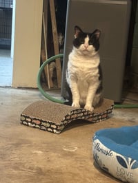 Sylvester - Photo 5