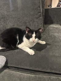Sylvester - Photo 4