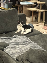 Sylvester - Photo 1