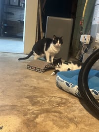 Sylvester - Photo 6
