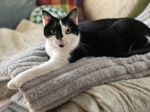 EMILY - Domestic Short Hair available for adoption