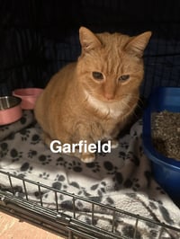 Garfield - Photo 1