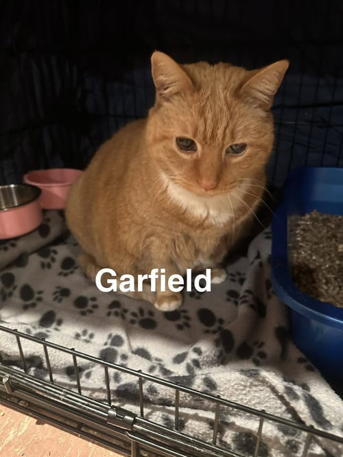 GARFIELD - Domestic Short Hair available for adoption