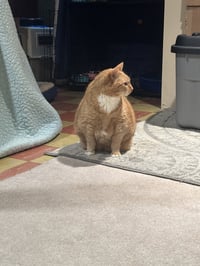 Garfield - Photo 3