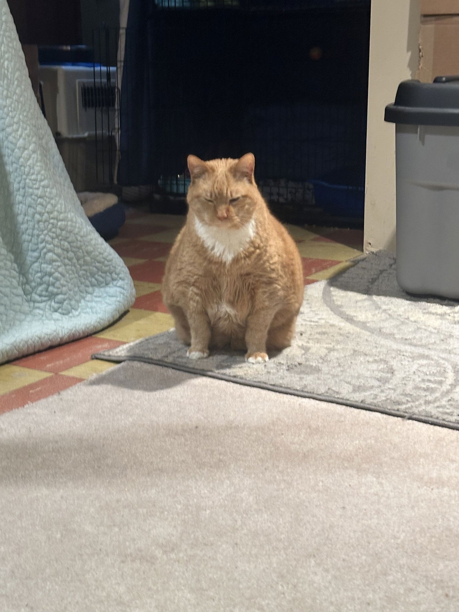 Garfield - Photo 4