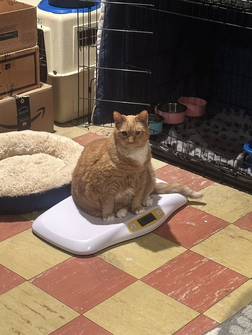 GARFIELD - Domestic Short Hair available for adoption
