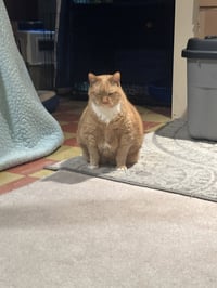Garfield - Photo 4