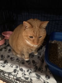 Garfield - Photo 5