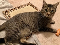 Simba - Photo 2