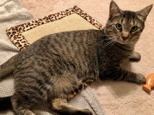SIMBA - Domestic Short Hair available for adoption