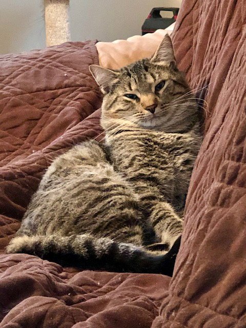 SIMBA - Domestic Short Hair available for adoption