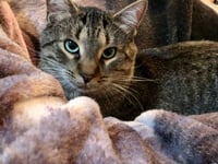 Simba - Photo 4