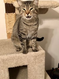 Simba - Photo 3