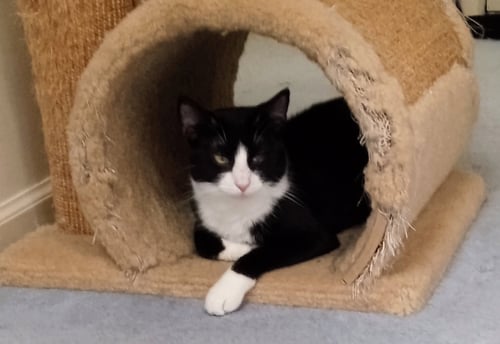DRAGONFLY - Domestic Short Hair available for adoption