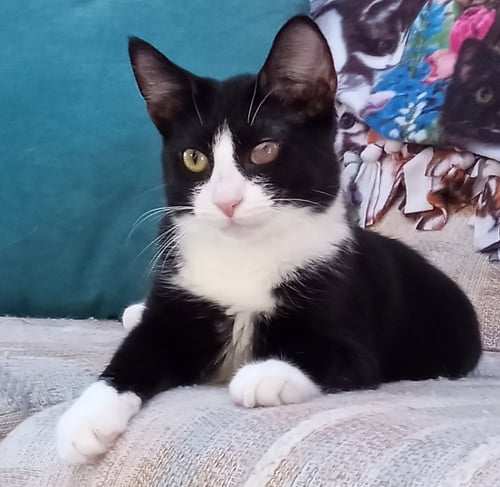 DRAGONFLY - Domestic Short Hair available for adoption