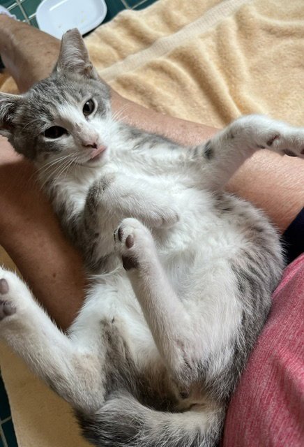 ATHOS - Domestic Short Hair available for adoption