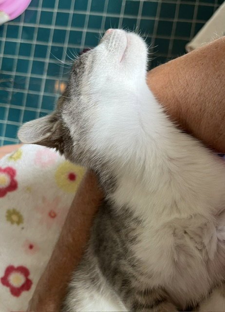 ATHOS - Domestic Short Hair available for adoption