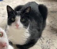 Katniss (bonded with Primrose) Image