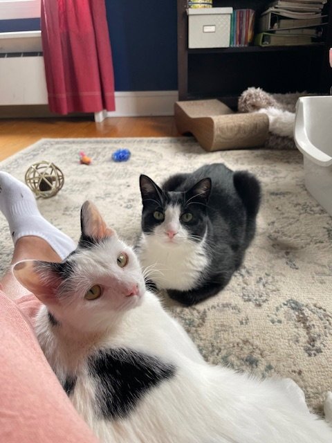 KATNISS (BONDED WITH PRIMROSE) - Domestic Short Hair available for adoption