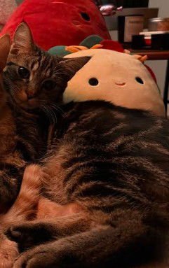 GATSBY JR - Domestic Short Hair available for adoption