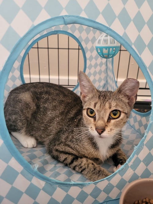 MARIGOLD - Domestic Short Hair available for adoption