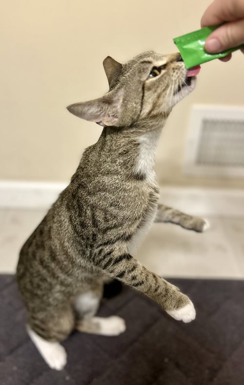 MARIGOLD - Domestic Short Hair available for adoption