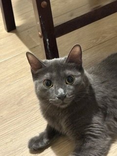 ZINNIA - Domestic Short Hair available for adoption