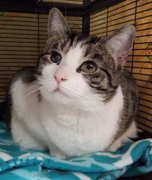 TWIZZLER - Domestic Short Hair available for adoption