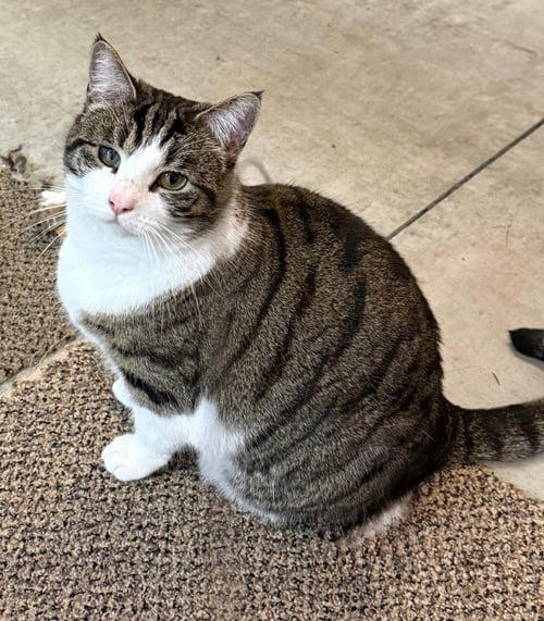 TWIZZLER - Domestic Short Hair available for adoption