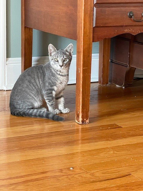HAWK - Domestic Short Hair available for adoption