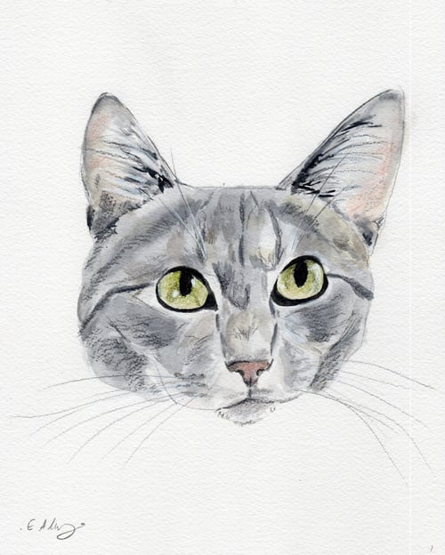 HAWK - Domestic Short Hair available for adoption