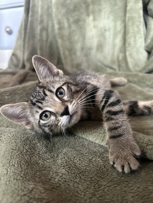 MARCELINE - Domestic Short Hair available for adoption