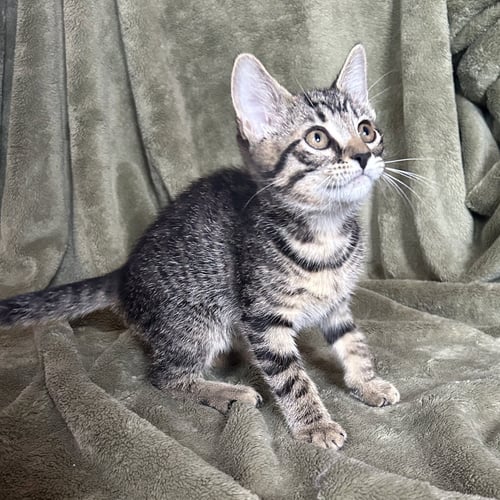 MARCELINE - Domestic Short Hair available for adoption