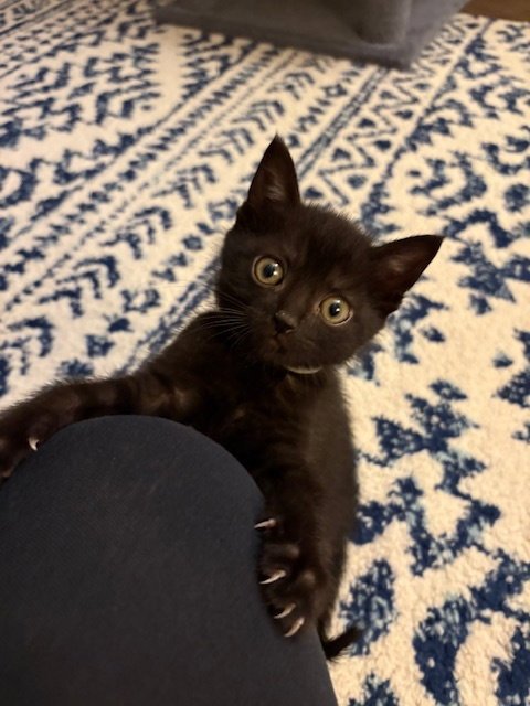 BOWSER - Domestic Short Hair available for adoption