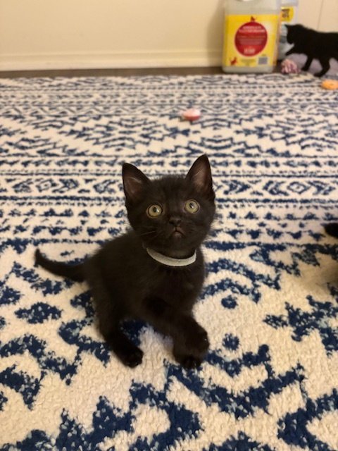 BOWSER - Domestic Short Hair available for adoption